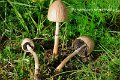 Panaeolus semiovatus-amf1379